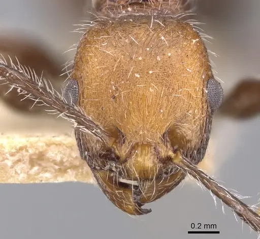 Temnothorax sallei specimen