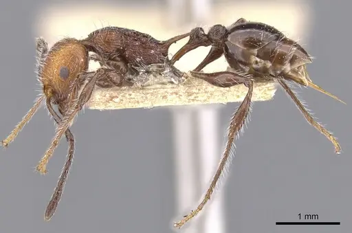 Temnothorax sallei specimen