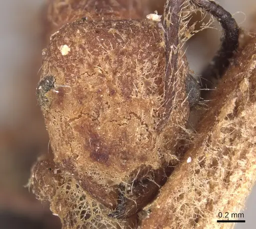 Temnothorax sallei - CASENT0904719