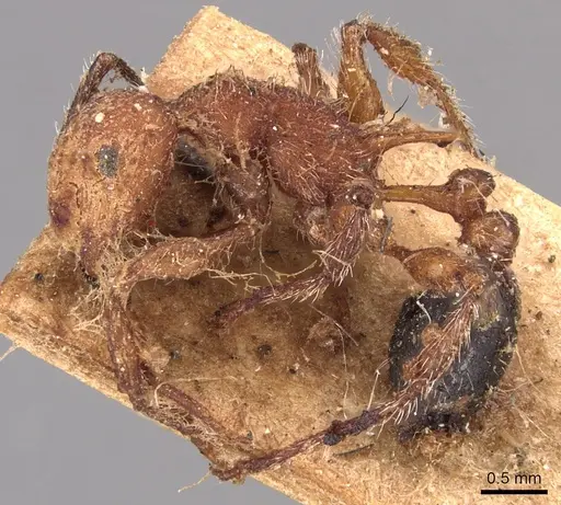 Temnothorax sallei - CASENT0904719