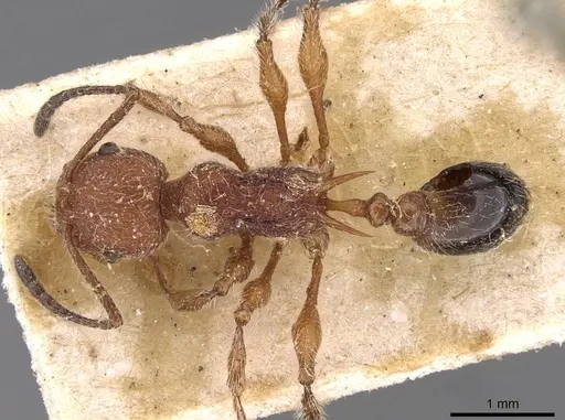 Temnothorax sallei - CASENT0908988