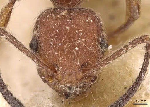 Temnothorax sallei - CASENT0908988