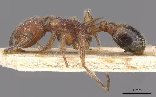 Temnothorax sallei - CASENT0908988