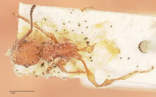 Temnothorax sallei - FOCOL0685