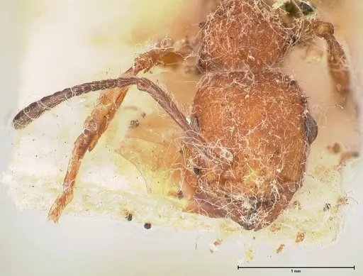 Temnothorax sallei - FOCOL0685