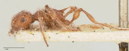 Temnothorax sallei - FOCOL0685