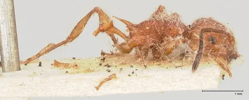 Temnothorax sallei - FOCOL0685