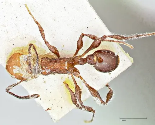 Temnothorax sallei - FOCOL2965