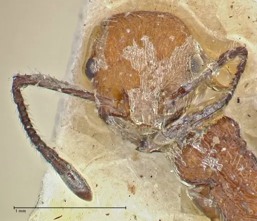 Temnothorax sallei - FOCOL2965