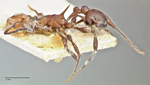 Temnothorax sallei - FOCOL2965