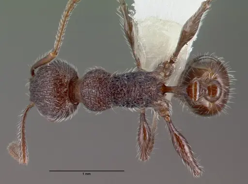Temnothorax salvini specimen