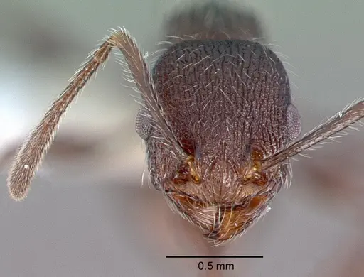 Temnothorax salvini specimen