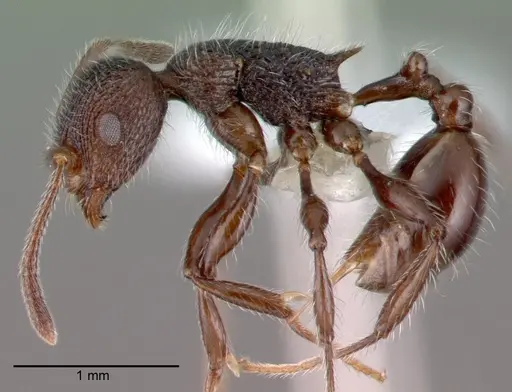 Temnothorax salvini specimen