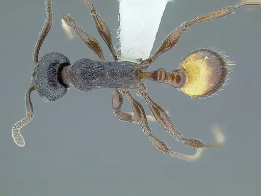 Temnothorax salvini - CASENT0756074