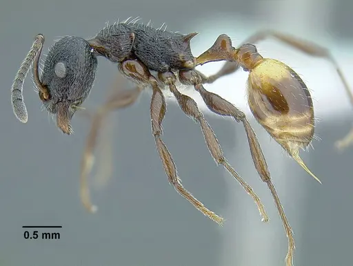 Temnothorax salvini - CASENT0756074