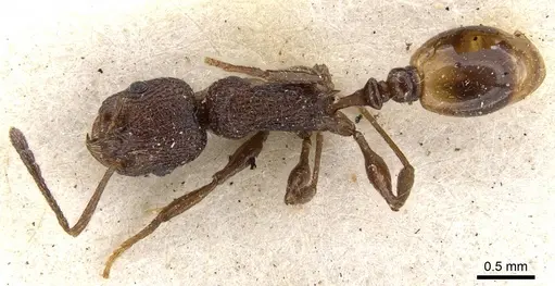 Temnothorax salvini - CASENT0901796