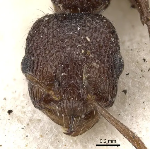 Temnothorax salvini - CASENT0901796