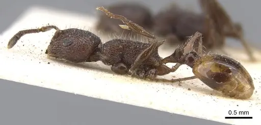 Temnothorax salvini - CASENT0901796