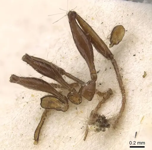 Temnothorax salvini - CASENT0908989