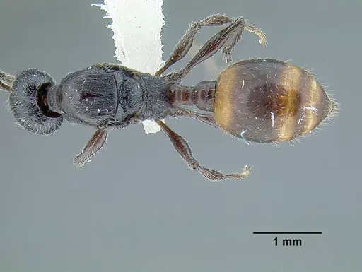 Temnothorax salvini - JTLC000001501