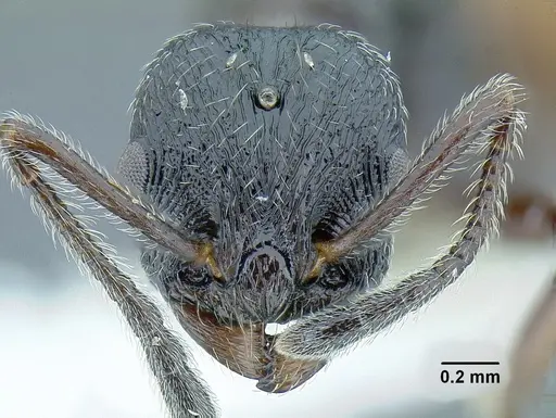 Temnothorax salvini - JTLC000001501