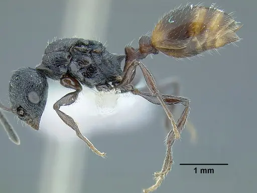 Temnothorax salvini - JTLC000001501