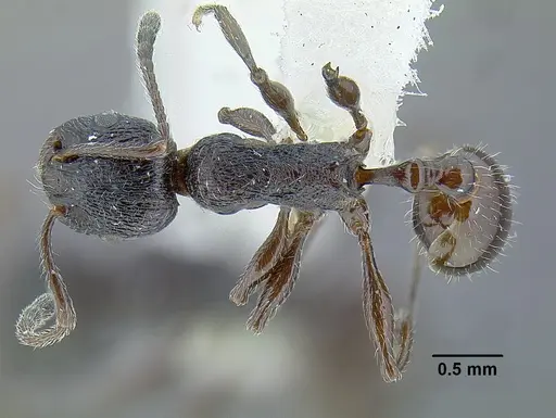 Temnothorax salvini - LACMENT323467