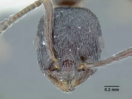 Temnothorax salvini - LACMENT323467