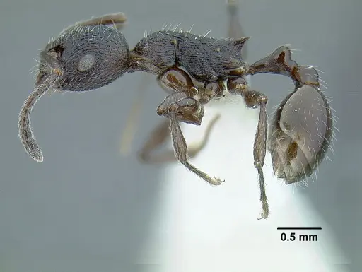 Temnothorax salvini - LACMENT323467