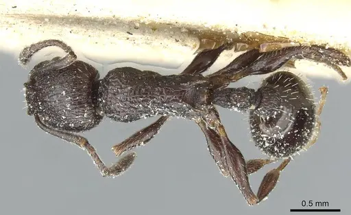 Temnothorax sardous specimen