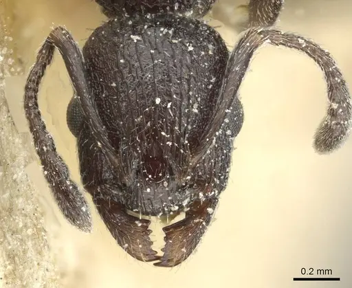 Temnothorax sardous specimen