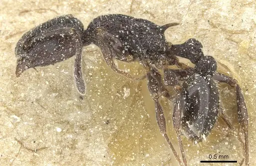 Temnothorax sardous specimen