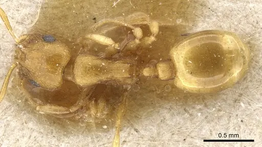 Temnothorax satunini specimen