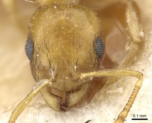 Temnothorax satunini specimen