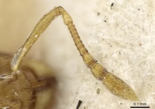 Temnothorax satunini specimen
