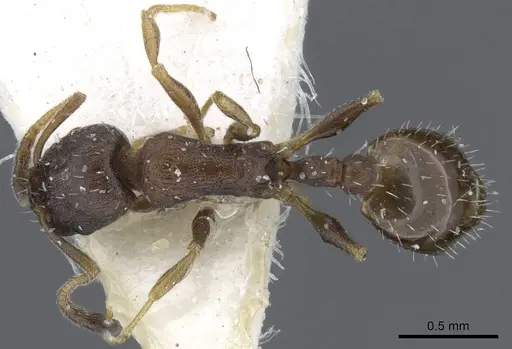 Temnothorax saxatilis specimen