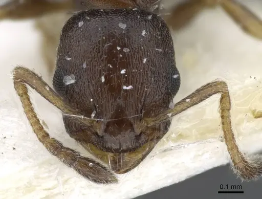 Temnothorax saxatilis specimen