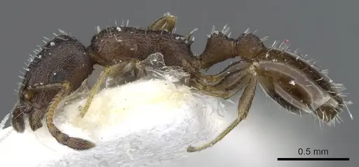 Temnothorax saxatilis specimen