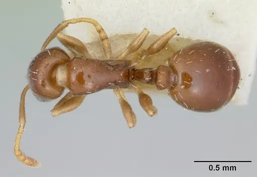 Temnothorax schmittii specimen