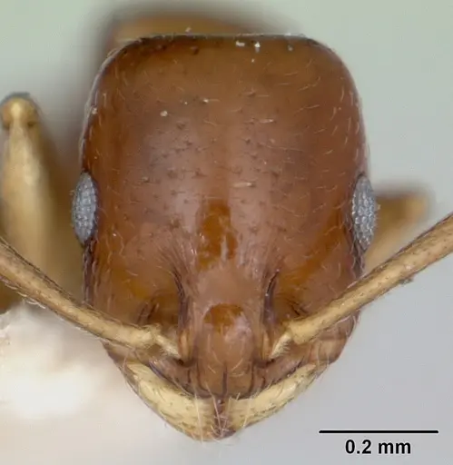 Temnothorax schmittii specimen