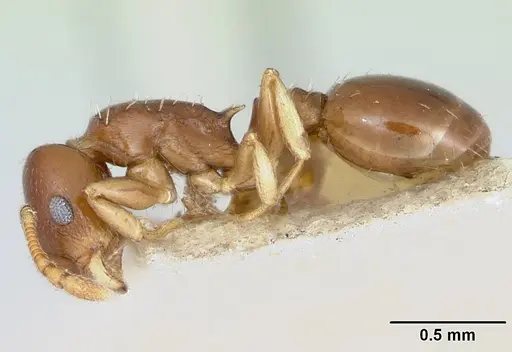 Temnothorax schmittii specimen