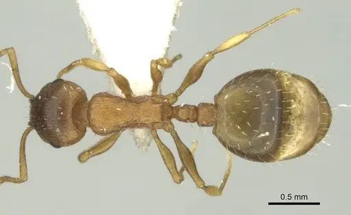 Temnothorax schoedli specimen