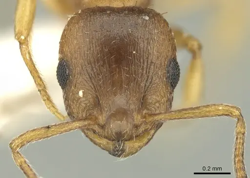 Temnothorax schoedli specimen