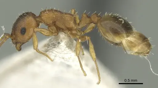 Temnothorax schoedli specimen