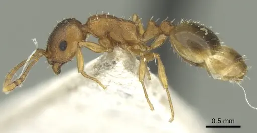 Temnothorax schoedli - CASENT0906684