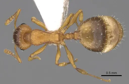 Temnothorax schoedli - CASENT0914701