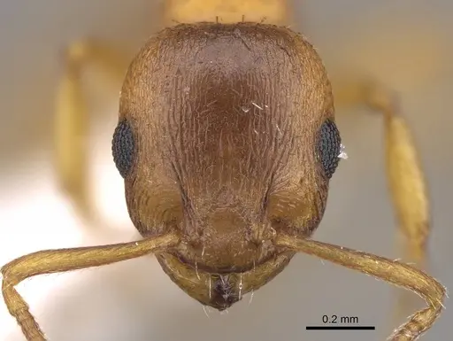 Temnothorax schoedli - CASENT0914701