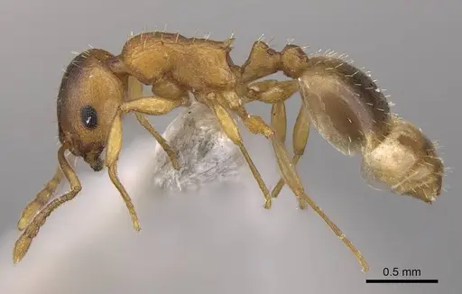 Temnothorax schoedli - CASENT0914701