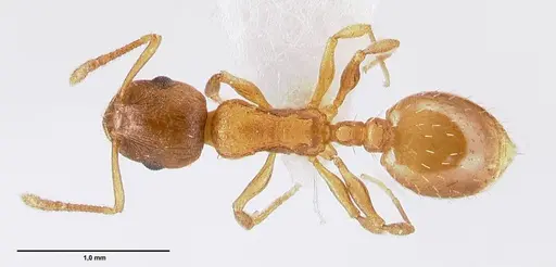 Temnothorax schoedli - FOCOL1360