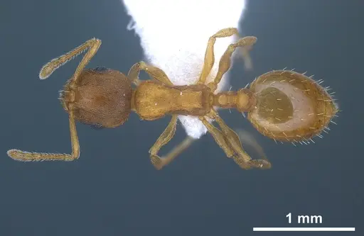 Temnothorax schoedli - FOCOL1360